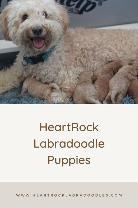 Swedish Princess Greta has 2 boys 3 girls medium size. We have some spots open on her litter. Apply by filling out an application at www.heartrocklabradoodles.com Bring home a spring puppy! #australianlabradoodlepuppies #australianlabradoodles #labradoodlepuppies #puppiesforsale Labradoodle Breeders, Australian Labradoodle Puppies, Puppy Facts, Labradoodle Puppies, Australian Labradoodle, Doodle Puppy, Labradoodle Puppy, Dog Meet, 3 Girls