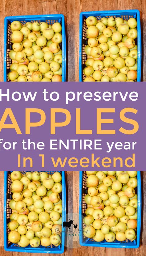 Preserve Apples, Preserving Apples, Survival Food Storage, Easy Canning, Home Canning Recipes, Canning Food Preservation, Canned Food Storage, Homesteading Skills, Vegetable Storage