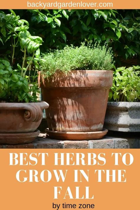 Fall Herbs To Grow, Homestead Tips, Autumn Gardening, Best Herbs To Grow, Low Maintenance Garden Design, Herbs To Grow, Edible Gardening, Beginner Gardening, Herb Garden In Kitchen