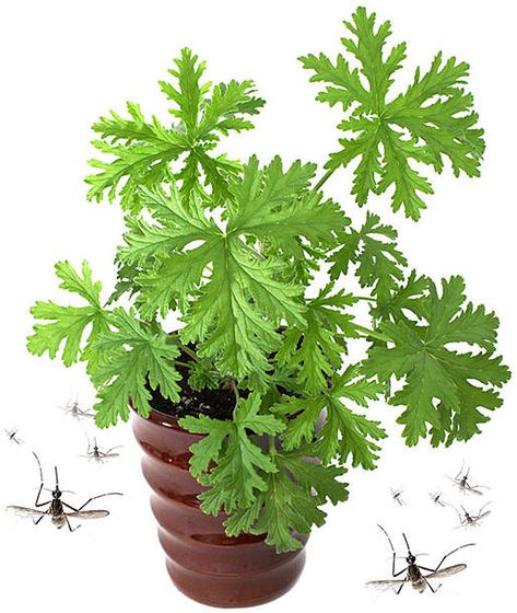 Live Citronella Plants - Set of Four #mosquitos #plants #affiliate Anti Mosquito Plants, Natural Mosquito Repellent Plants, Louisiana Gardening, Mosquito Repellent Plants, Citronella Plant, Lantana Plant, Mosquito Plants, Repellent Plants, Scented Geranium