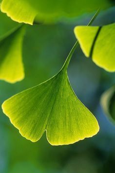 Gingko Tree, Nature Verte, Ginko Biloba, Living Fossil, Ginkgo Tree, Leaf Photography, Gingko Leaves, Ginkgo Leaf, Tree Leaves