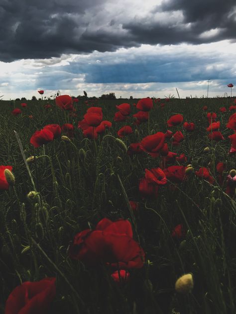 Red Poppies Aesthetic, Poppycore Aesthetic, Landscape Wallpaper Aesthetic, Poppies Aesthetic, Poppy Core, Poppy Aesthetic, Poppy Landscape, Poppy Wallpaper, Flanders Field