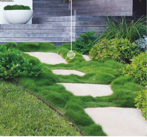 Zoysia Tenuifolia "Japanese clumping grass" Grass Stepping Stones Pathways, Slabs In Grass Path, Mondo Grass Pavers, Stepping Stones In Grass Lawn, Mondo Grass Stepping Stones, Zoysia Tenuifolia, No Mow Grass, Zoysia Grass, Roof Garden Design