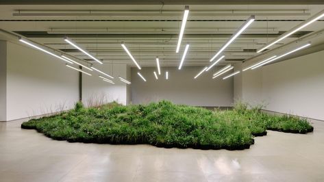 Linda Tegg fills Jil Sander HQ with plants in Adjacent Fields installation Urban Flora, Fashion Installation, Artist Collaboration, Plant Installation, Jil Sanders, Easter 2023, What Is An Artist, Wild Grass, Milan Design Week