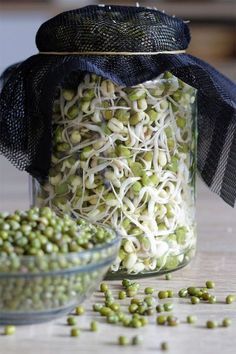 Bean Sprouts Growing, Bean Sprout Recipes, Growing Sprouts, Growing Garden, Sprouted Grains, Growing Microgreens, Sprouting Seeds, Sprout Recipes, Mung Bean