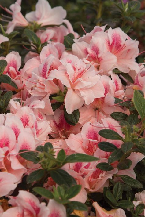 We've addressed all your pressing Encore Azalea care questions here. Take a look! Azalea Care, Pruning Azaleas, Azaleas Care, Encore Azaleas, Azalea Flower, Plant Care Tips, Pink Azaleas, Free Nature, Best Nature