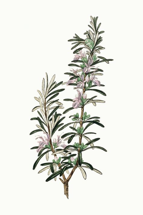 Botanical rosemary vintage plant illustration | free image by rawpixel.com / nook Rosemary Illustration, Rosemary Flower, Illustration Botanique Vintage, Herbs Illustration, Rosemary Plant, Rosemary Sprigs, Botanical Illustration Vintage, Illustration Botanique, Vintage Botanical Prints