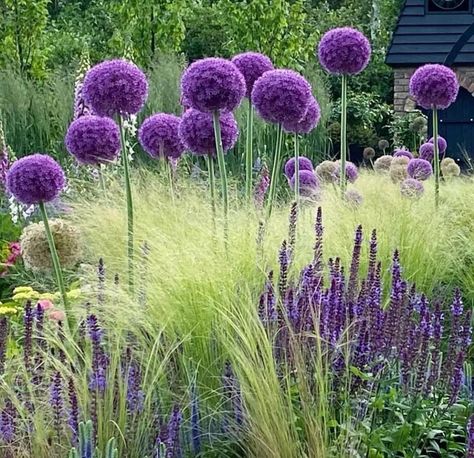 Front Garden Design, Allium Garden, Front Yard Garden Design, Gardening Decor, Cottage Garden Plants, Grasses Landscaping, Purple Garden, Patio Garden Design, Grasses Garden