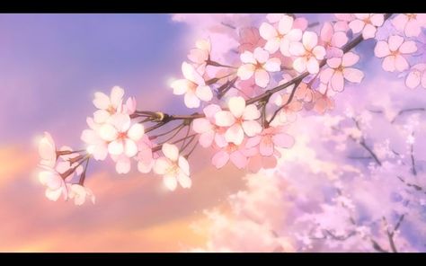 Anime Cherry Blossom, Cherry Blossom Wallpaper, Brothers Conflict, Cute Banners, Aesthetic Space, Cute Desktop Wallpaper, Iphone Pictures, Sakura Flower, Sakura Cherry Blossom