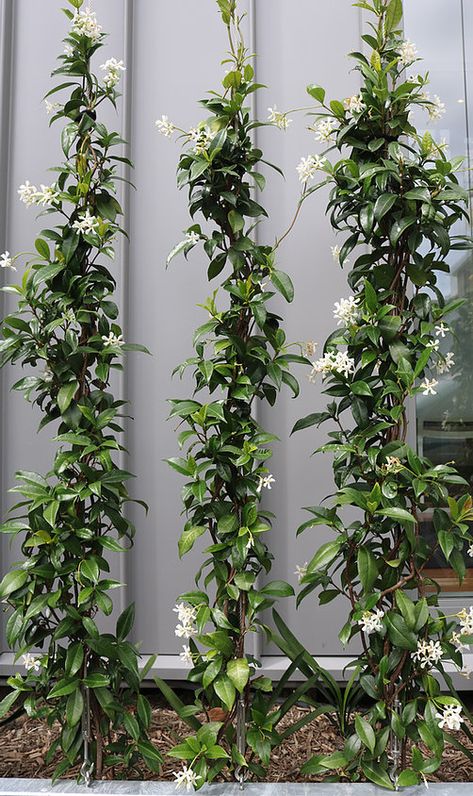 Evergreen Climbing Plants, Vertikal Garden, Trachelospermum Jasminoides, Garden Wall Designs, Jasmine Plant, Star Jasmine, Walled Garden, Outdoor Gardens Design, Native Garden