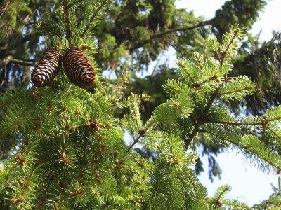 Norway Spruce Growth - Tips On Planting A Norway Spruce Tree Forest Restoration, Weeping Norway Spruce, Norway Spruce Tree, Picea Abies, Spruce Trees, Pre Bonsai, Norway Spruce, Bonsai Soil, Spruce Christmas Tree