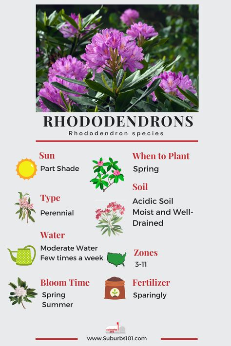 Lazy Gardener's Guide: How to Grow Rhododendrons (Infographic) Rhododendron Care, Garden Core, Rhododendron Flower, Rhododendron Plant, Garden Companion Planting, Azalea Flower, Growing Peonies, Growing Hydrangeas, Poisonous Plants