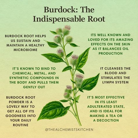 Burdock: The Indispensable Root | The Alchemist's Kitchen Burdock Root Spiritual Benefits, Burdock Tea Benefits, Wild Dagga Benefits, Woodworm Herb, Burdock Root Tea Benefits, Burdock Benefits, Self Heal Herb, Burdock Root Tincture, Mugwort Benefits