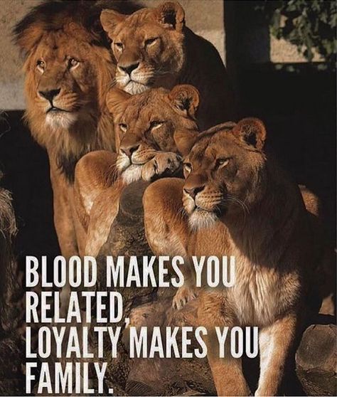 Mentor Of The Billion, Lioness Quotes, Big Cat Family, Lion Quotes, Lion Love, Lion Pride, Lion Pictures, Warrior Quotes, Lion Art