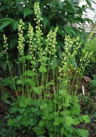 Tellima grandiflora - Fringecup - 2.5'x1' - PS - prefers moist soil, easy to grow -E Tellima Grandiflora, Yorkshire Garden, Pacific Northwest Garden, Native Plant Landscape, Stone Walls Garden, Oregon Garden, Northwest Landscaping, Shade Tolerant Plants, Shade Garden Plants