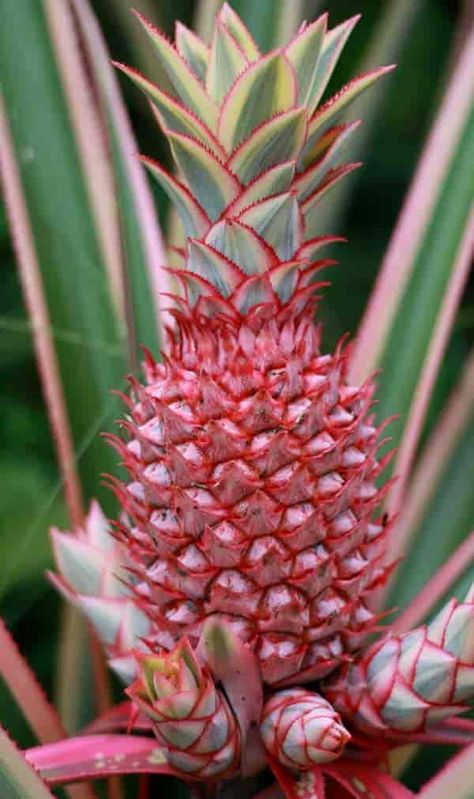 fruit with small offsets on a pink pineapple plant Pineapple Tree, Red Pineapple, Pineapple Plant, Growing Pineapple, Pineapple Planting, Healthy Nutrition Plan, Pineapple Top, Fruit Picture, Brown Spots Removal