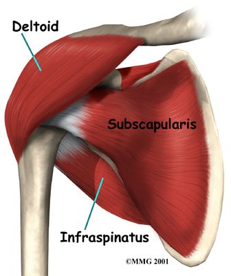 Anatomy Of Muscles, Deltoid Muscle, Scapula Bone, Muscle Names, Shoulder Anatomy, Muscles Of The Neck, Types Of Muscles, Hamstring Muscles, Forearm Muscles