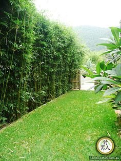 bamboo hedge. Mike thinks this would make a great sound barrier on the road side of our backyard. Cerca Natural, Bamboo Garden Fences, Bamboo Hedge, Bamboo Landscape, Bamboo Privacy, Privacy Plants, Garden Privacy, Backyard Privacy, Garden Screening