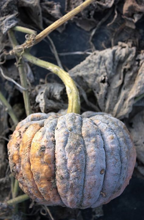 Grey Autumn, Autumn Cottage, Autumn Blue, Dough Bowls, Black Pumpkin, Plant Growing, Country Antiques, Crisp Air, Iron Lighting