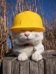 Hardhat cat Cat Work, Fancy Cats, Cat Hat, Fluffy Animals, Silly Cats, Cat Cat, Cats Meow, Mellow Yellow, Crazy Cat Lady