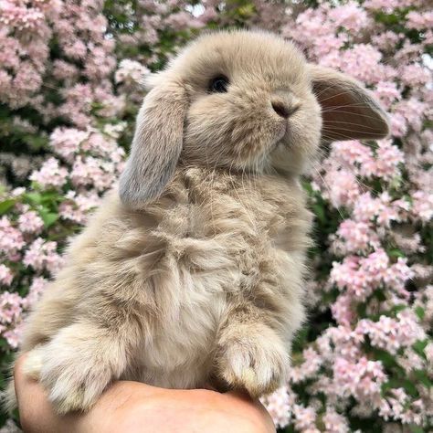 Flowers, Pink