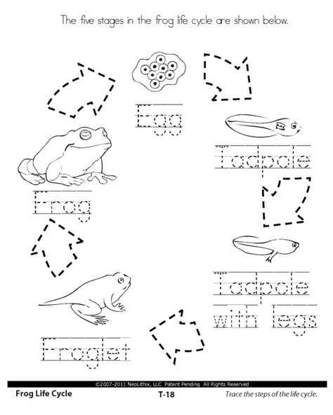 life cycle worksheets | 1st Grade Science Stages in the Life Cycle Frog Worksheet, Frog Cycle, Frog Life Cycle Printable, Frog Printable, Worksheets 1st Grade, Science Life Cycles, Cycle Drawing, Frog Activities, Frog Life Cycle