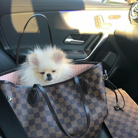 Spoiled Daughter Aesthetic, Puppy Mom, Dog Mommy, Cute Pomeranian, Lhasa Apso, Tiny Dogs, Baby Puppies, Weimaraner, Pet Life