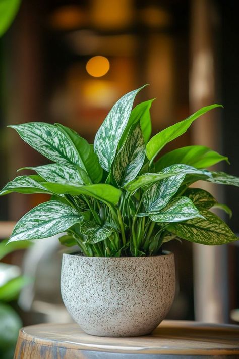 Chinese Evergreen (Aglaonema) is a beautiful and resilient choice for any indoor space! 🌿🏡 Known for its stunning, variegated leaves and easy-care nature, this plant is a delightful blend of vibrant colors and durability. Perfect for adding a touch of lush greenery and elegance, Chinese Evergreen thrives in various conditions and enhances any room. Indulge in this timeless botanical favorite today! 🌱✨ #ChineseEvergreen #Houseplants #IndoorGarden #GreenLiving Inside Plants Decor, Indoor Plants Decor, Feng Shui Plants, Diy Garden Fountains, Plants Ideas, Chinese Evergreen, Inside Plants, Plants Decor, Plant Decor Indoor