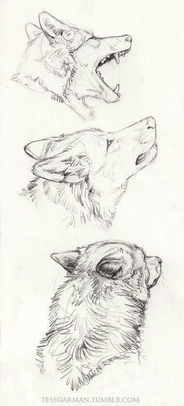 40 Free & Easy Animal Sketch Drawing Information & Ideas - Brighter Craft Ako Kresliť, Easy Pencil Drawings, Animal Sketch, Drawing Hands, Výtvarné Reference, Drawing Hair, Drawing Eyes, Easy Animals, Wolf Drawing