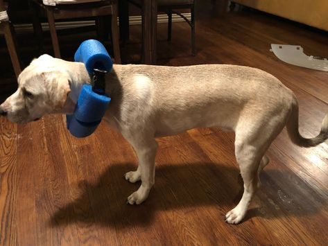 How to Make a Pool Noodle Dog Collar Dog Pool Noodle Collar, Pool Noodle For Dog Collar, Pool Noodles For Dog Cone, Pool Noodle Collar For Dogs, Dog Surgical Collar Diy, Pool Noodle Dog Cone Diy, Pool Noodle Dog Collar, Pool Noodle For Dog Cone, Pool Noodle Cone For Dogs