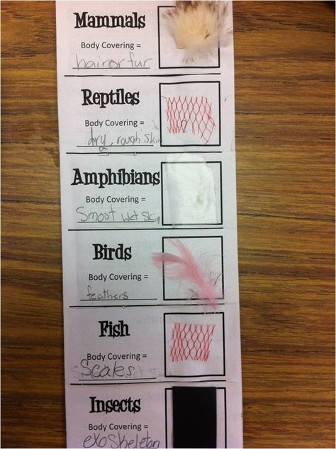 *Teaching Maddeness*: Friday Flashback Linky: Place Value & Animal Classification Groups Animal Coverings, Grade 2 Science, Second Grade Science, Animal Classification, 1st Grade Science, First Grade Science, 4th Grade Science, 5th Grade Science, Animal Science