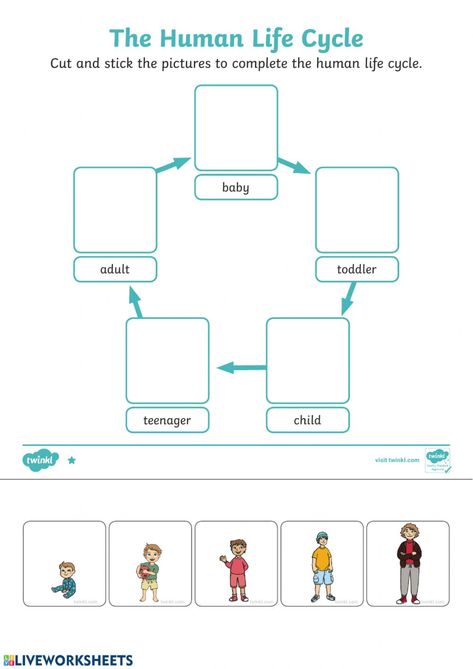 Human Life Cycle worksheet Life Cycles Kindergarten, Life Cycle Worksheet, Life Cycles Preschool, Human Life Cycle, Community Helpers Worksheets, Cycle For Kids, Human Body Science, Life Cycles Activities, Word Family Worksheets