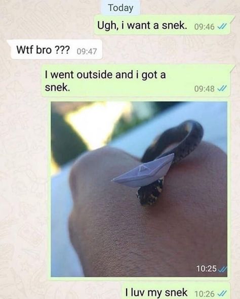 Danger Noodle, Cute Reptiles, Cute Snake, Funny Animal Jokes, Silly Animals, Funny Animal Memes, Cute Animal Photos, Animal Jokes, Funny Animal Pictures