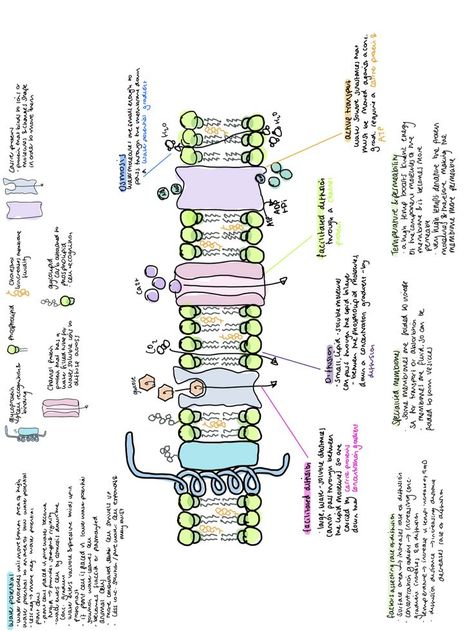 biology cell membrane notes notability ipad notes osmosis diffusion active transport Cell Membrane Notes, Active Transport Biology, Cell Biology Notes, Cell Membrane Structure, Membran Sel, Biology Cell, Active Transport, Biochemistry Notes, Nursing Study Tips