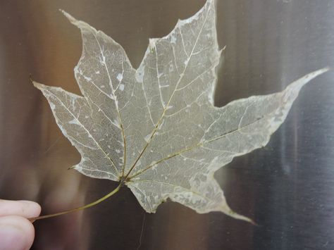 Make Leaf Skeletons now to use in your Halloween decorations next month! New technique works better! How To Make A Leaf Skeleton, Diy Leaf Crafts, How To Make Skeleton Leaves, Leaf Skeleton Diy, How To Dry Leaves, Leaf Skeleton Art, Preserving Leaves, معطر جو, Dry Leaf Art