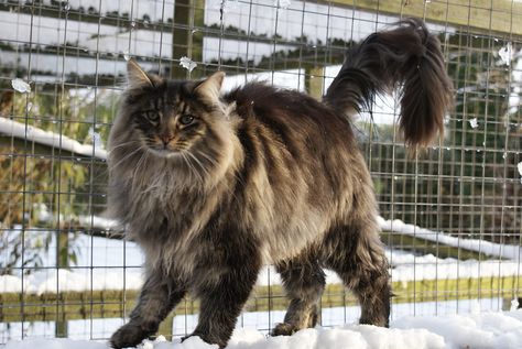 Brown Norwegian Forest Cat, Norwegian Forest Kittens, Norwegian Cat, Brown Tabby, Cat Whisperer, F2 Savannah Cat, Russian Blue Cat, Savannah Cat, Cat Spray