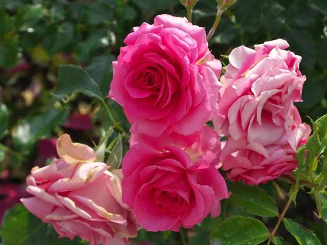 Wondering How to Make Organic Fertilizers for Roses? Here are 3 Ways - Gardenerdy Homemade Plant Food, Organic Fertilizers, Rose Plant Care, Rose Fertilizer, Horse Manure, How To Make Compost, Rose Varieties, Natural Fertilizer, Diy Roses