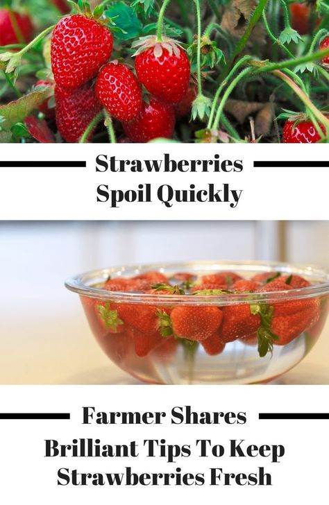 How To Pick The Perfect Fruits: Experienced Farmer Shares The Best Key Tips Keep Strawberries Fresh, How To Store Strawberries, Cut Watermelon, A Farmer, Best Fruits, Mason Jar Diy, Kitchen Hacks, Fruits And Veggies, Fresh Fruit