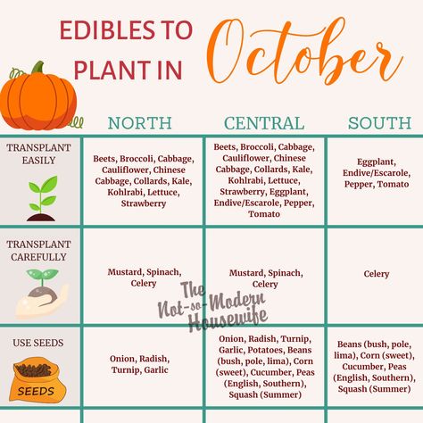 Plants To Plant In Fall, What To Plant In October, Cake Mix With Pudding, Herbs To Plant, Strawberry Varieties, Best Vegetables, Florida Plants, Florida Gardening, Refined Coconut Oil