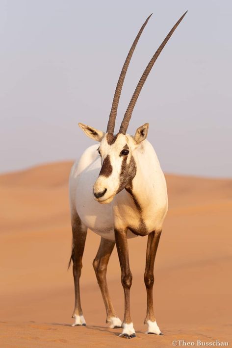 Arabian Oryx, Animals With Horns, Ocean Plants, Deer Photos, Pretty Animals, African Wildlife, Animal Games, Cute Wild Animals, African Animals