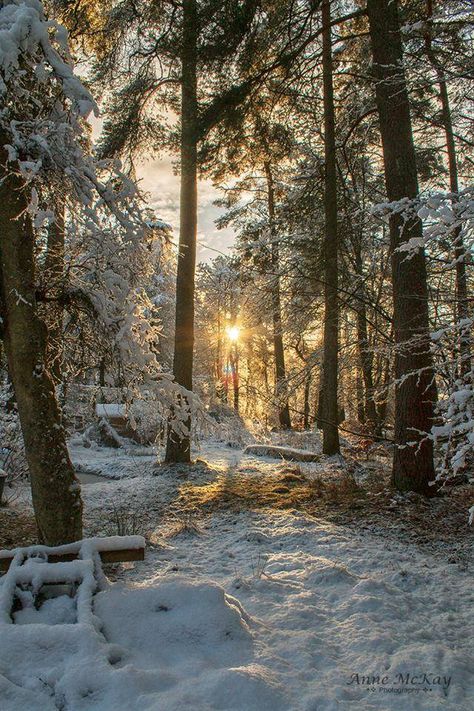 Winter Woods Wonderland in Scotland Winter Forest Landscape, Scotland Winter Aesthetic, Winter Woods Aesthetic, Winter Forest Photography, Winter Aethestic, Winter Woods Wallpaper, Beautiful Snow Scenes, Winter Scotland, Winter In Scotland