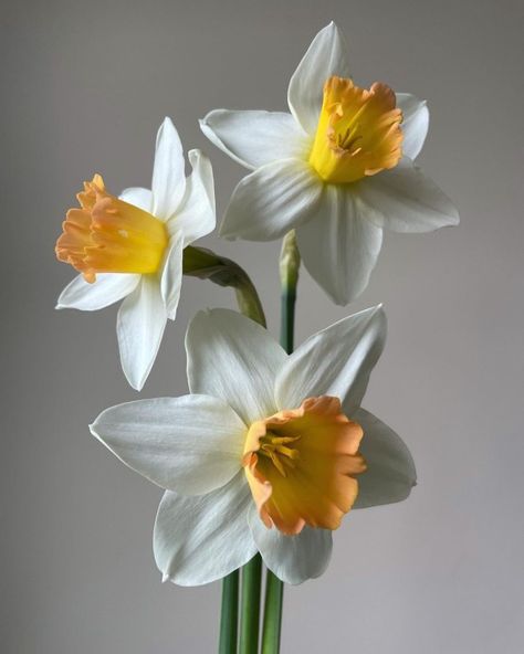 Fleur Aesthetic, Daffodil Flower, Nothing But Flowers, Floral Drawing, Birth Month Flowers, Birth Flowers, Flower Images, Flower Photos, Flower Pictures