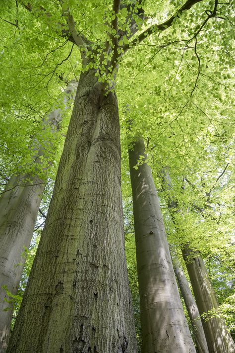 Tall Beech trees at Alderley edge in Cheshire British Nature, Green Washing, Plants Tips, Alderley Edge, Earth Magic, Beech Trees, Michigan Girl, Beech Tree, Tall Trees