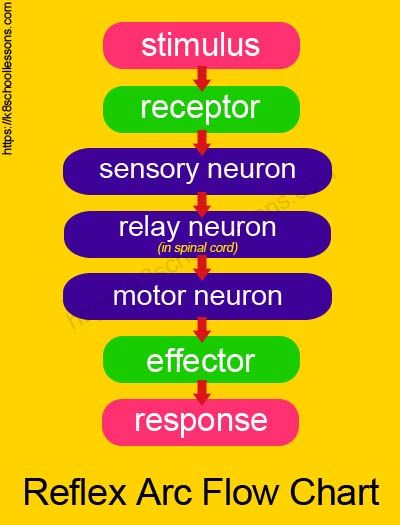 Reflex arc flow chart. Reflex actions or reflexes! Learn how a reflex action works through the pathway called reflex arc. #reflexactions #reflexes #HumanNervousSystem #science #ScienceForKids #KidsScience #ScienceLessons #HumanBody #HumanAnatomy #HumanBodyFacts #ScienceLessonsForKids #k8schoollessons Reflex Arc Notes, Reflex Arc, Human Brain Facts, Igcse Biology, Brain Nervous System, Human Nervous System, Human Digestive System, School Biology, Human Body Facts