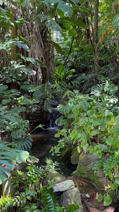 Tropical Rainforest Landscape, Vietnam Jungle, Forest Pond, Tropical Environment, Jungle Aesthetic, Rainforest Theme, Jungle Photography, Rainforest Plants, Tropical Painting