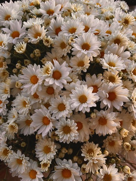 #flowers #margarita #flor Margarita Flor, Margarita Flower, Coquette Core, Favorite Flowers, Pretty Flowers, Daisy, Disney, Plants, Flowers