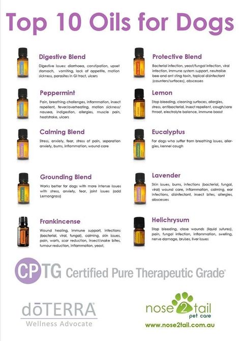 Essential Oils – Essential Happy Hour Essential Oils Dogs, Are Essential Oils Safe, Oils For Dogs, Dog Essentials, Diffuser Recipes, Young Living Oils, Doterra Oils, Oil Uses, Essential Oil Uses