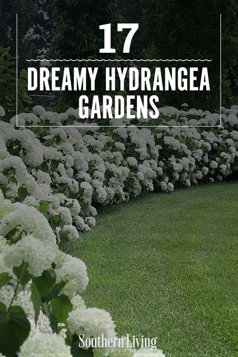 Hydrangea Courtyard Garden, Garden Around House Landscaping, Hydrangea Garden Border, Cottage Garden Hydrangea, Backyard Hydrangea Landscaping, Hydrangea Garden Bed Ideas, Hydrangeas In Landscaping, Hydrangeas Landscaping Front Yards, Peonies And Hydrangeas Garden