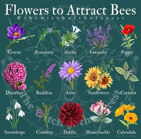 The Witch Of The Forest, Flowers That Bees Like, Lindsay Squire, Flowers For Bees, Bee Attracting Flowers, Honey Bee Farming, Bee Farming, Bee Safe, Butterfly Garden Plants