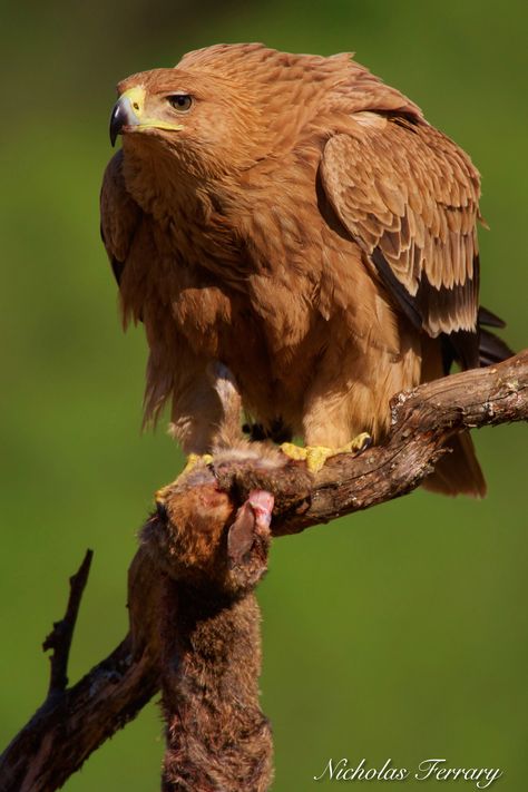 Spanish Imperial Eagle  Location: Sierra Morena, Spain. Predatory Birds, What Animal Are You, Wild Birds Photography, Imperial Eagle, Where Eagles Dare, Nikon D810, Wildlife Nature, Big Bird, Cute Wild Animals